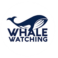 Whale Watching Reykjavik